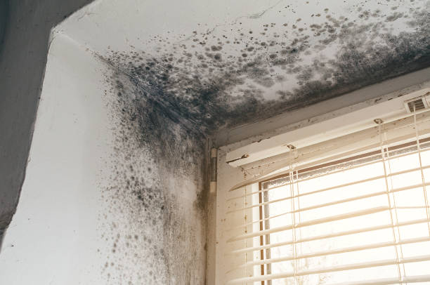 Trusted Attic Mold Removal service in Erie, IL - Cheap Mold Removal
