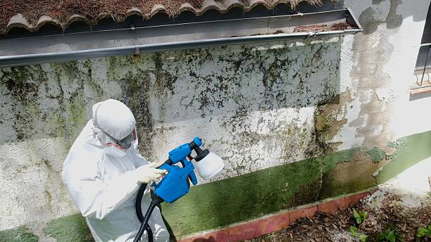 Trusted Mold Inspection service in Erie, IL - Cheap Mold Removal